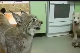 家里有只猞猁 狗狗表示主人不在家自己就是一盆菜，狗：我很害怕