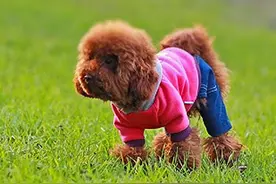 狗狗们内心对穿衣服的态度 主人们，你们知道吗？图片