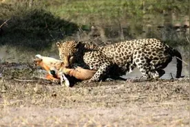 花豹猎杀羚羊后，与前来抢夺猎物的5米长鳄鱼进行搏斗图片