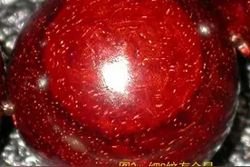 不同的小叶紫檀金星？图说金星天下！图片