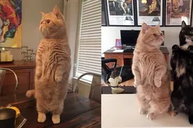 好奇心爆棚的加菲猫，无论吃饭还是看电视，都要做出这个萌死姿势图片