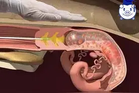 为什么人工授精会成为世界的主流？养殖效益乃是个中关键！图片