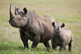 黑犀牛妈妈孕期达1年半 小犀牛生下来就能四处奔走图片