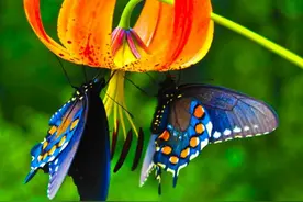 美丽花蝴蝶居然有着不为人知的诡异行为，下次看到它最好远远避开图片