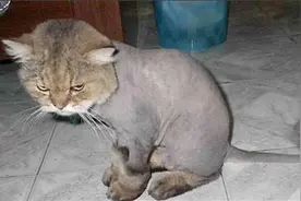 刚被剃完毛正不爽主人这时还来讨握手，毛小孩的反应真是笑死我了图片