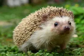 另类宠物刺猬饲养大揭秘图片
