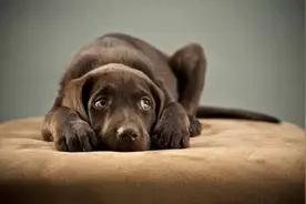 了解令狗狗害怕的东西，刻意训练狗狗！图片