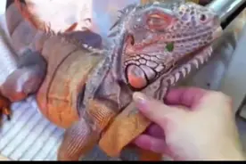 直播蜥蜴蜕皮，不过不是自然的，而是主人在帮它撕，这样也行？