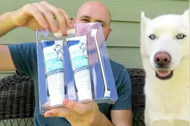 宠物狗狗的牙刷测试，到底哪种形状狗狗更喜欢呢