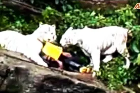 新加坡动物园清洁工坠入虎园 惨遭三只白虎攻击！视频封面