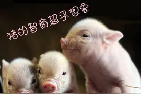 三只猪，和一只狼的搞笑故事，已笑蒙圈图片