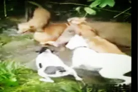 7条土狗小水沟围攻野猪 这种场面真罕见！图片