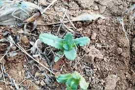 春季里野菜也疯狂之麻辣拌刺刺芽图片