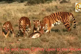 华南虎在非洲接受野化训练 "虎娲"第一次目击捕杀猎物！