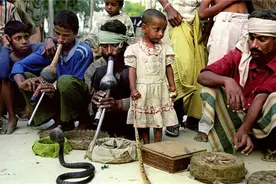 揭秘印度神秘的蛇人部落 不会捕蛇不能结婚图片