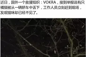 橘猫被困树上数天，终获救，背后原因让人愤怒！图片