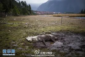 白马陷入沼泽 游客野外救援图片