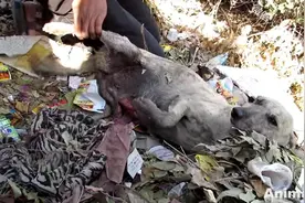 这只肚子裂开的流浪狗躺在垃圾堆中等死，它死也想不到他们出现了图片