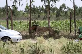 肯尼亚野生动物园一头狮子逃跑伤——被击毙瞬间图片