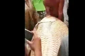 世界最大的鲤鱼王！五个人合力才能抬得动，足足有几百斤重视频封面