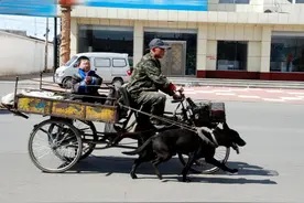 狗狗帮主人拉车运菜力气大，一拉就是12年！他们的故事让人感动图片