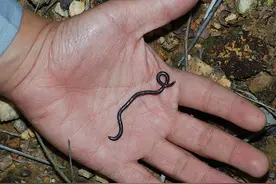 以为发现一只大蚯蚓，但经过仔细辨认它根本不是蚯蚓，却大有来头图片