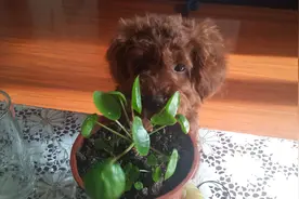 狗儿，忘记我曾经是你的主人图片