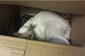 猫咪被打包邮寄，箱子里不吃不喝8天脱水严重，主人快疯了图片