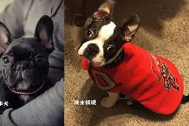 波士顿梗和法斗傻傻分不清楚，要犯起二来，连哈士奇都要退让三分图片