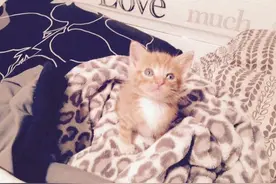 刚出生的小猫被妈妈丢弃，她不畏附近的龙卷风坚持开车救援小猫图片