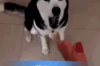 对于搞笑， 我是认真的！图片