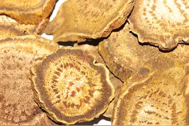 大黄可治疗小儿化脓性扁桃体炎图片