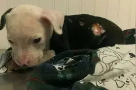 火灾中幸存的汪星人，最终逆袭成了消防犬！图片