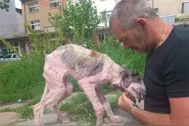 这只流浪狗看起来惨不忍睹，在义工帮助下的华丽蜕变让人感动图片