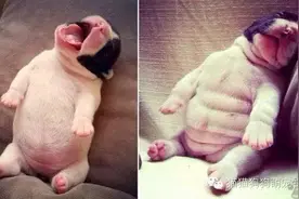 没有比这更可爱的小肚腩了！图片