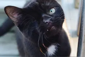 残疾猫咪原以为不会有人收养，苦等6个月直到遇上了他图片