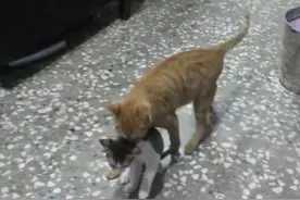 猫妈妈母爱喷发，竟半路拦截一只大宝宝将它强行叼回家照顾图片