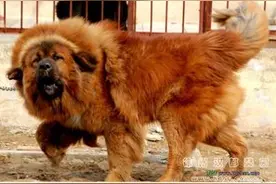 世界第一肉狗：中国青龙犬，却是藏獒和蒙古獒神犬后代图片