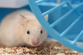 仓鼠个头虽小，养护仍需用心图片