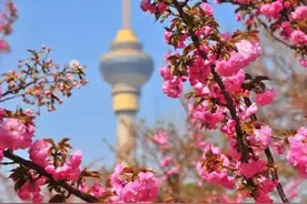 玉渊潭赏樱花 爱泊车告诉你哪里可以停车图片