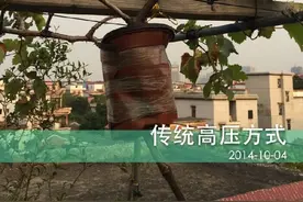 DIY高压果树枝条，越折腾越快乐图片