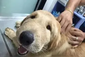 一只乐观的金毛被蜜蜂蛰之后，依然保持微笑！图片