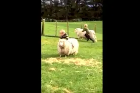 大胆小屁孩骑羊奔跑，结局让几百万网友笑翻天！图片