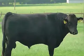 极致美味的和牛！尽享牛生高待遇，感叹活人不如牛！图片