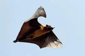 蝙蝠具有“全天候”的免疫系统图片