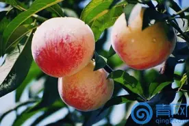 天下第一桃，今年五月即将入青!图片