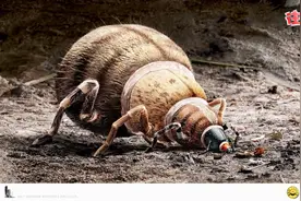 动物视频：头小身子大的我是个什么东西？