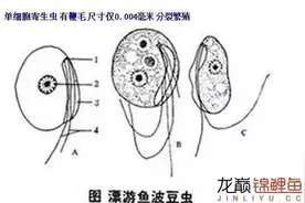 鱼类寄生虫的科普知识图片