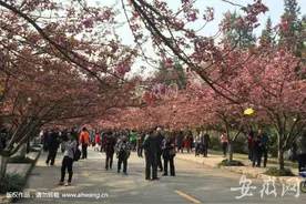 中科大樱花初开 吸引市民进校观赏图片