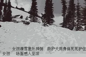 女孩滑雪意外摔倒，救护犬用身体死死护住女孩，场面感人至深图片